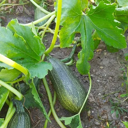 Gospodarstwo Agroturystyczne Na Pasiece Borzecin (Brzesko)
