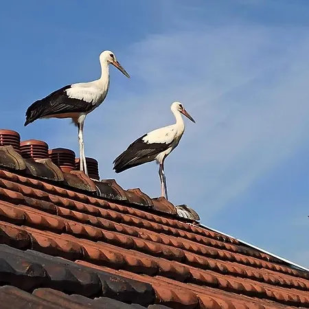 Gospodarstwo Agroturystyczne Na Pasiece Borzecin (Brzesko)